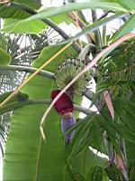 Bananier (21) (Photo F. Mrugala)